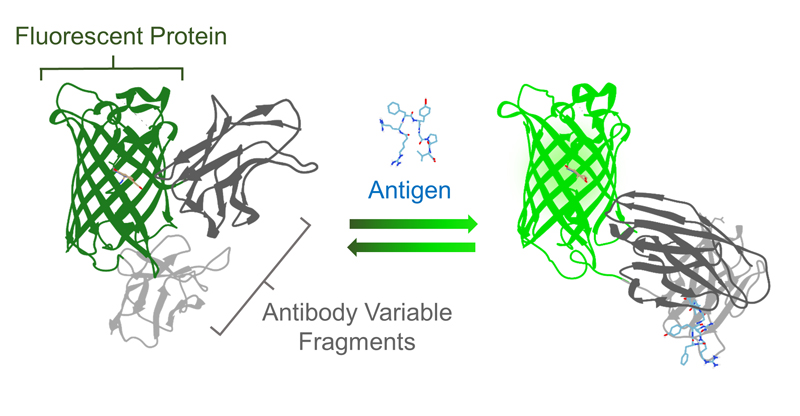 تولید پروتئین های نوترکیب با استفاده از سلول های یوکاریوتی و پروکاریوتی