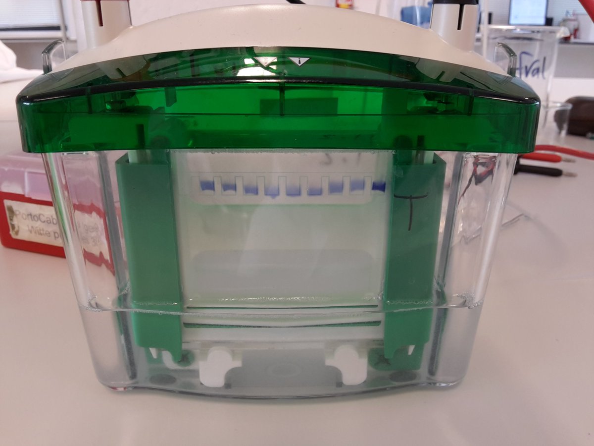 materials and equipment required in Western blot techniques