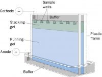 western blot