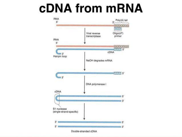 سنتز cDNA از  RNA استخراج شده