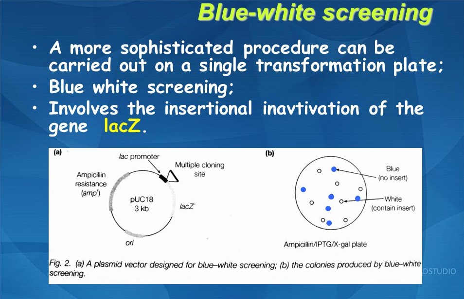 اجزا تشکیل دهنده وکتورها یا پلاسمیدها ی بیانی Multiple Cloning Site & Blue-White Screening