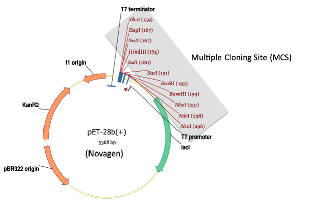 اجزا تشکیل دهنده وکتورها یا پلاسمیدها ی بیانی Multiple Cloning Site & Blue-White Screening