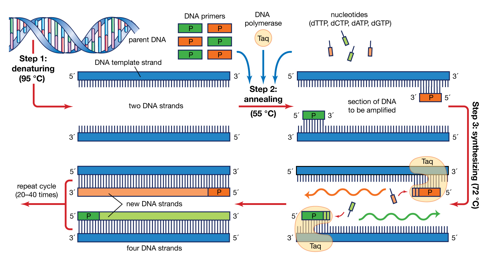 Types Of Pcr Polymerase Chain Reaction Definition And Uses - Gambaran