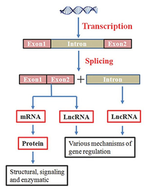 RNA های غیر کد کننده