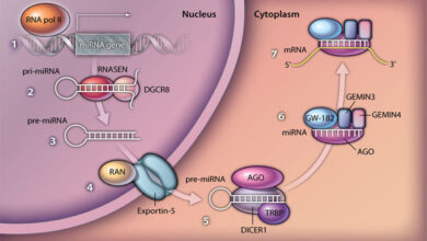 میکرو RNA ها و سرطان
