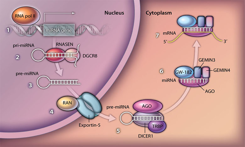 میکرو RNA ها و سرطان