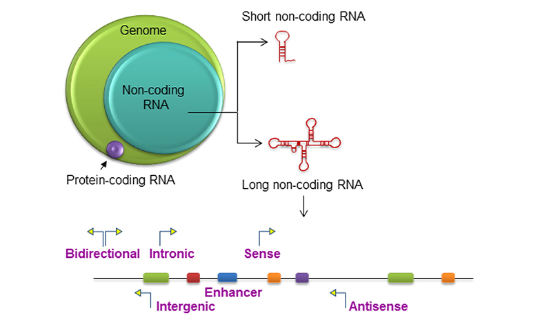 RNA های غیر کد کننده
