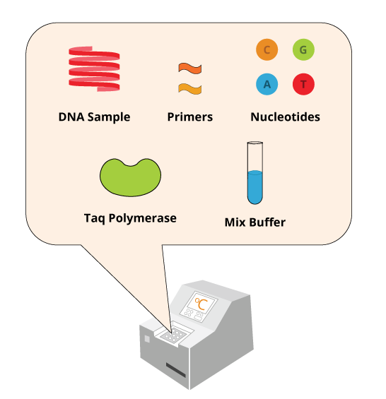 واکنش زنجیره ای پلیمراز (PCR)