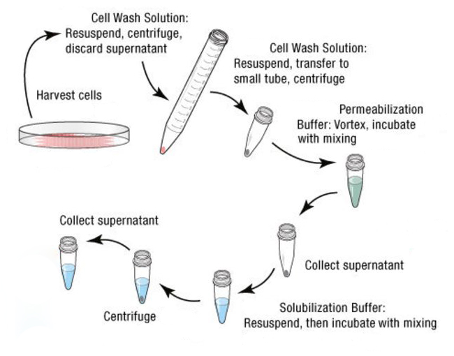  مراحل استخراج پروتئین در تکنیک وسترن بلات