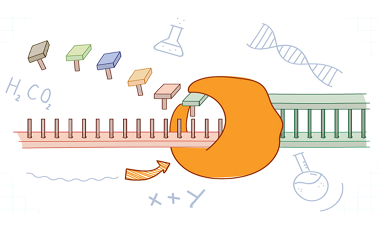 اصول واکنش زنجیره ای پلیمراز (PCR) – شرکت دانش بنیان بافت و ژن پاسارگاد