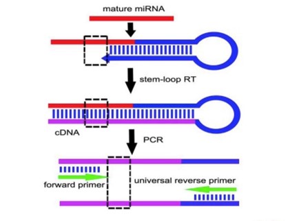 طراحی پرایمر miRNA