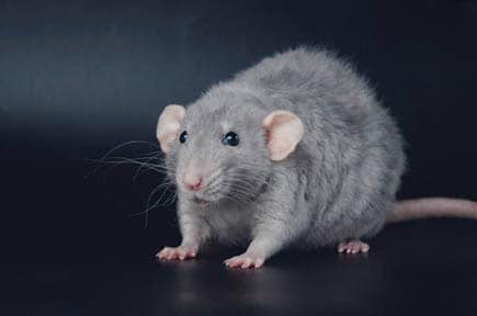 ایجاد مدل حیوانی کبد چرب در موش - هیستوژنوتک