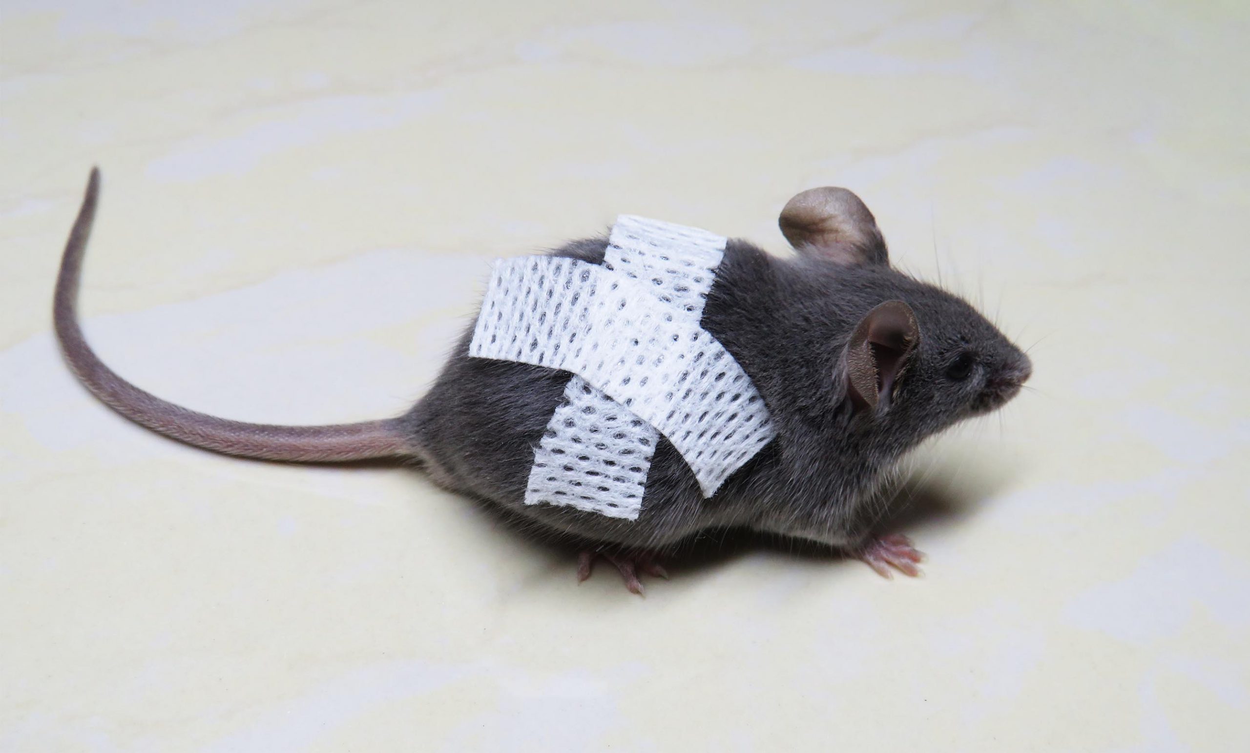 انواع پانسمان حیوانات آزمایشگاهی