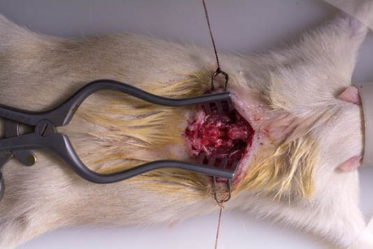 ایجاد مدل آسیب نخاعی در موش آزمایشگاهی