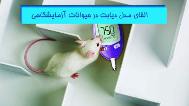 ایجاد مدل حیوانی دیابت در موش آزمایشگاهی