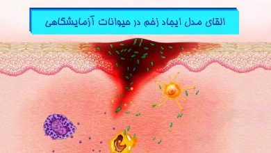 ایجاد مدل زخم در حیوانات آزمایشگاهی - هیستوژنوتک