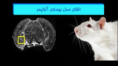 مدل بیماری آلزایمر در حیوانات آزمایشگاهی