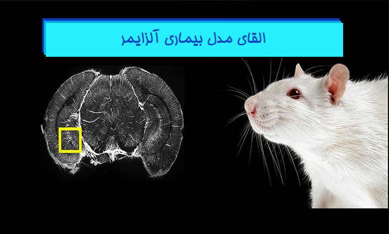 مدل بیماری آلزایمر در حیوانات آزمایشگاهی