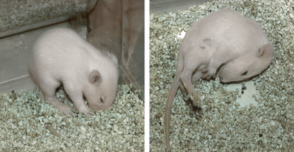 القا بیماری صرع در حیوانات آزمایشگاهی - هیستوژنوتک