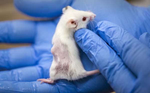 آزمون خدمات ایجاد مدل سرطان موش