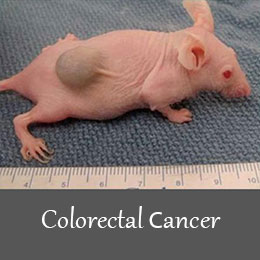 القای انواع سرطان در موش های آزمایشگاهی جهت تحقیقات - مدل حیوانی سرطان روده