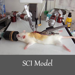 القای انواع بیماری های مغز اعصاب در موش آزمایشگاهی - مدل آسیب نخاعی