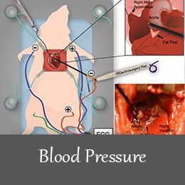 انواع القای مدل های بیماری های متابولیک در حیوانات آزمایشگاهی - فشار خون