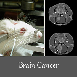 القای مدل حیوانی تومور مغزی