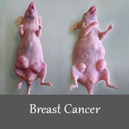انواع القای مدل های سرطان در موش آزمایشگاهی - تحقیق درباره سرطان سینه