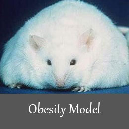 القای بیماری های متابولیکی در موش ازمایشگاهی - چاقی مزمن موش