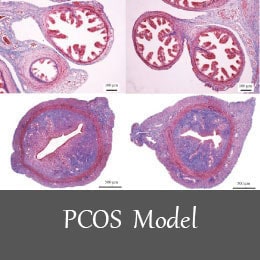 انواع ایجاد بیماری های دستگاه تناسلی در موش آزمایشگاهی - PCOS