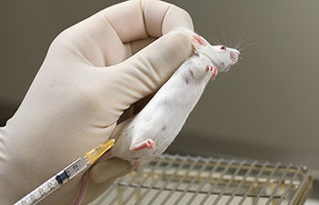 تزریق عضلانی (I.M) به موش آزمایشگاهی