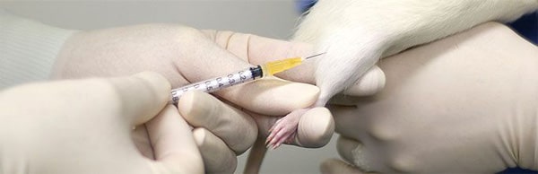 تزریق عضلانی در موش آزمایشگاهی- آمپول زدن به موش