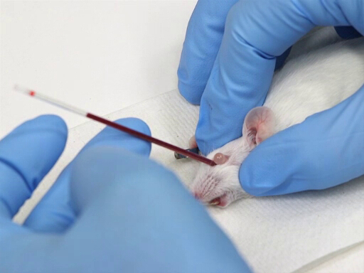 خونگیری چشمی در موش آزمایشگاهی