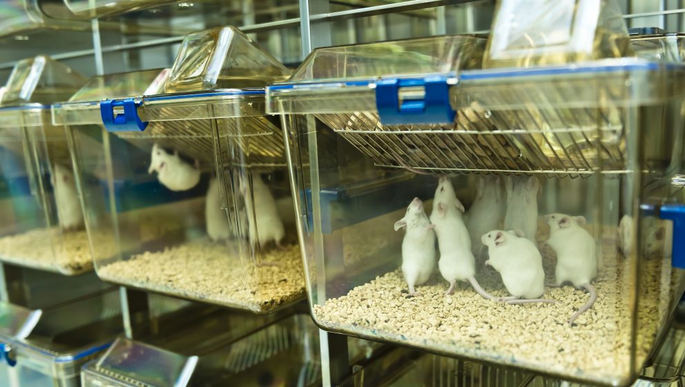راهنمای اخلاقی کار با حیوانات آزمایشگاهی