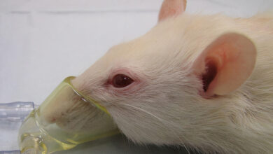بیهوشی در موش رت و سایر حیونات آزمایشگاهی