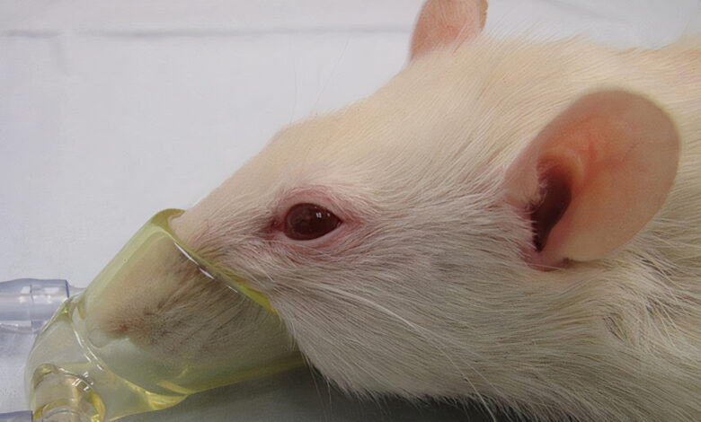 بیهوشی در موش رت و سایر حیونات آزمایشگاهی