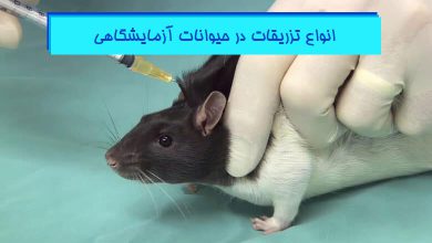 انواع تزریق به موش آزمایشگاهی - هیستوژنوتک