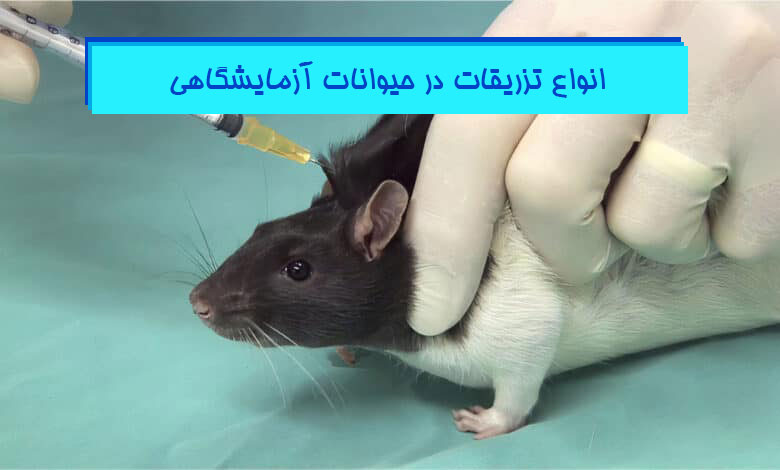 انواع تزریق به موش آزمایشگاهی - هیستوژنوتک