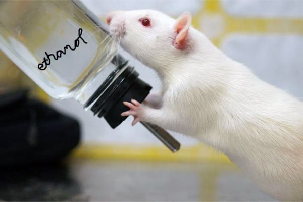 القای مدل اعتیاد به الکل در موش آزمایشگاهی - هیستوزنوتک