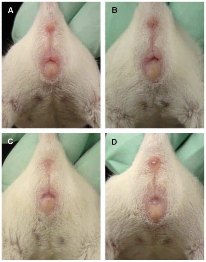 چهار مرحله استروس در موش BALB