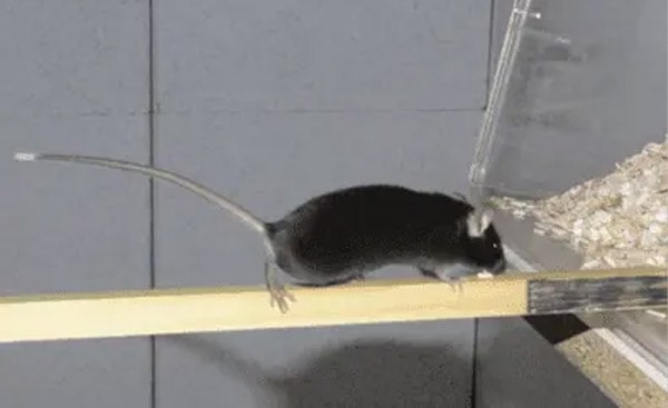 Ledged-Beam-Test-انواع تست های رفتاری حسی حرکتی در موش آزمایشگاهی