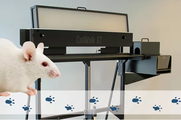 ست رفتاری کت واک در موش آزمایشگاهی - انواع تست های رفتاری حسی و حرکتی