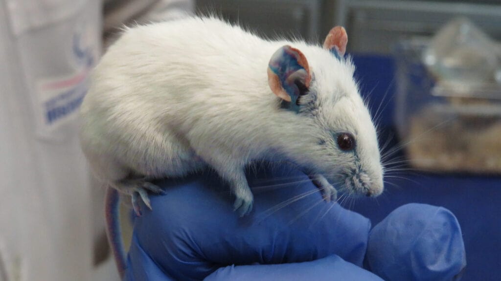 evans-blue-انجام تست اوانس بلو موش آزمایشگاهی- القای مدل های حیوانی تومور