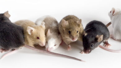 انواع سویه های موش آزمایشگاهی
