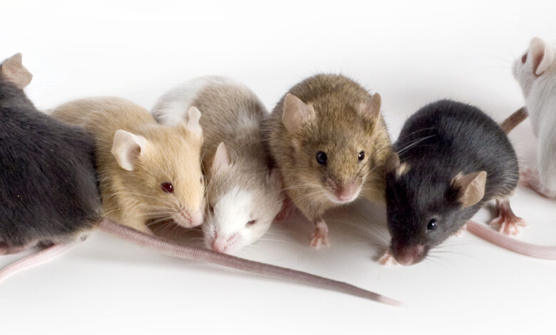 انواع سویه های موش آزمایشگاهی