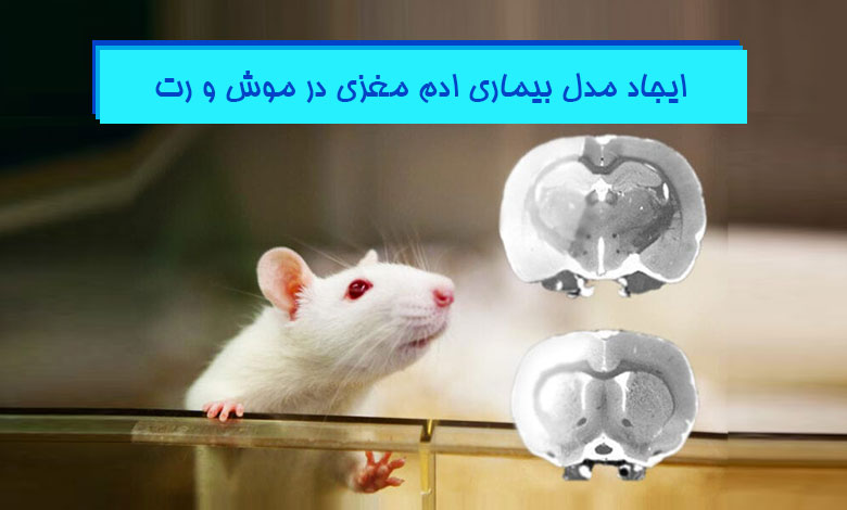 ایجاد مدل بیماری ادم مغزی در حیوانات آزمایشگاهی
