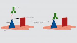 آنتی ژن رتریوال در تکنیک ایمونوهیستوشیمی