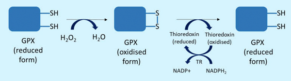  مکانسیم عمل گلوتاتیون پروکسیداز (GPX)