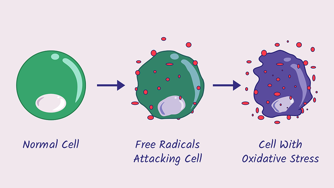 مکانیسم اکسیدان ها و آنتی اکسیدان ها
